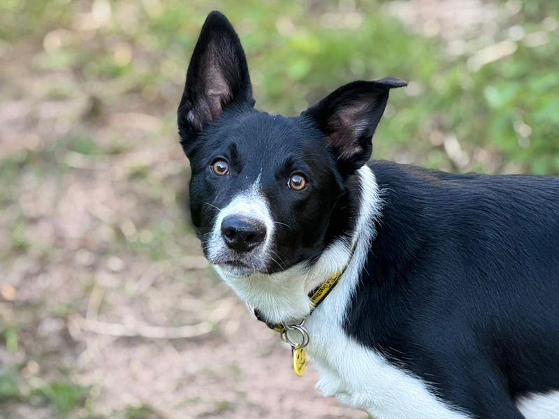 Rocco - Image 5 of 5