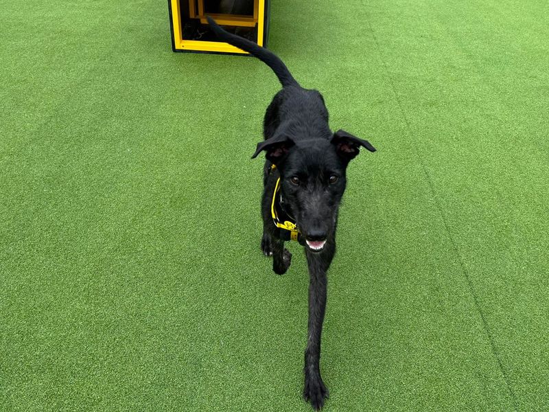 Meeko | Lurcher | Canterbury - 1