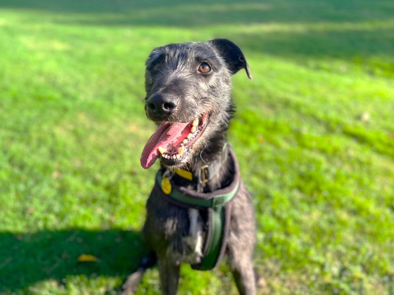 Meeko | Deerhound Cross | Canterbury - 1