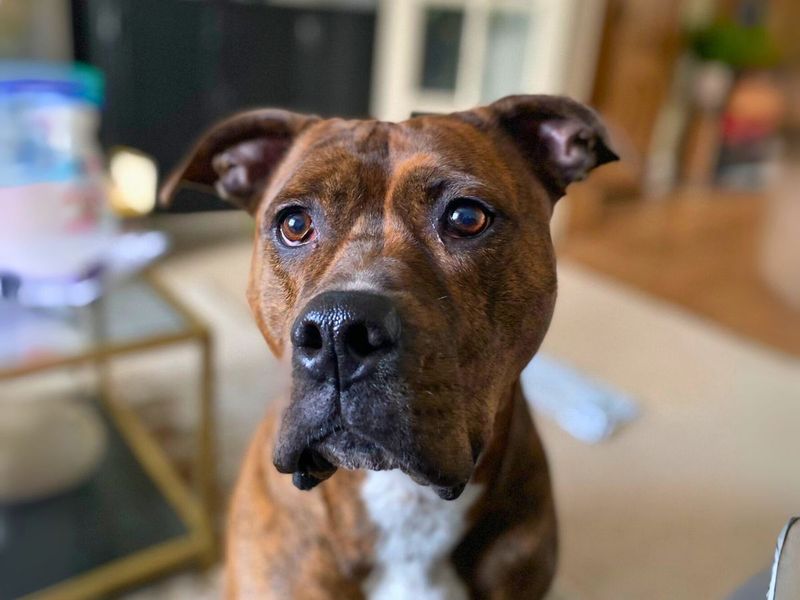 Boxer for adoption in Newton Tony, Wiltshire – 8 years old