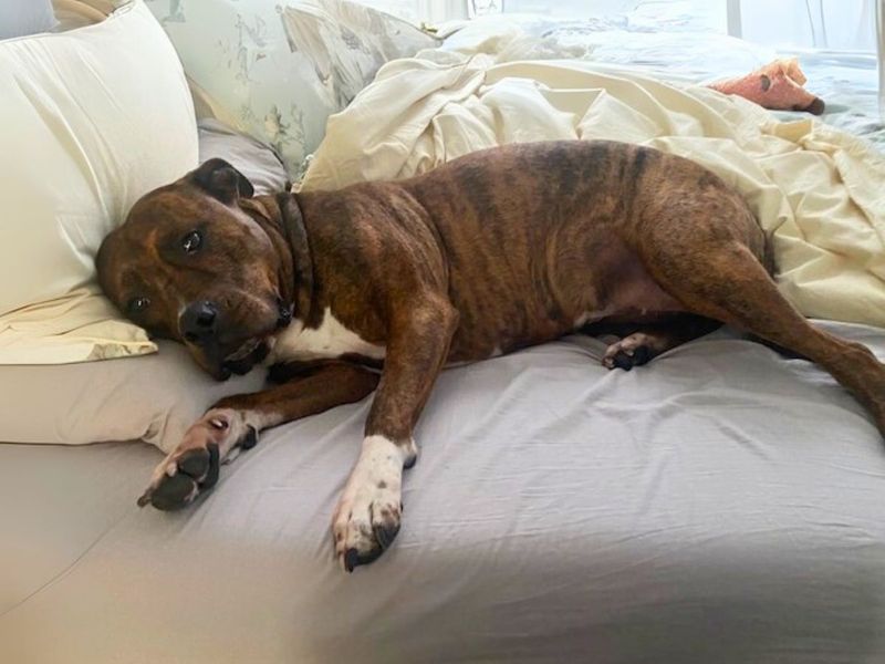 Boxer for adoption in Newton Tony, Wiltshire – 8 years old - Image 4 of 4