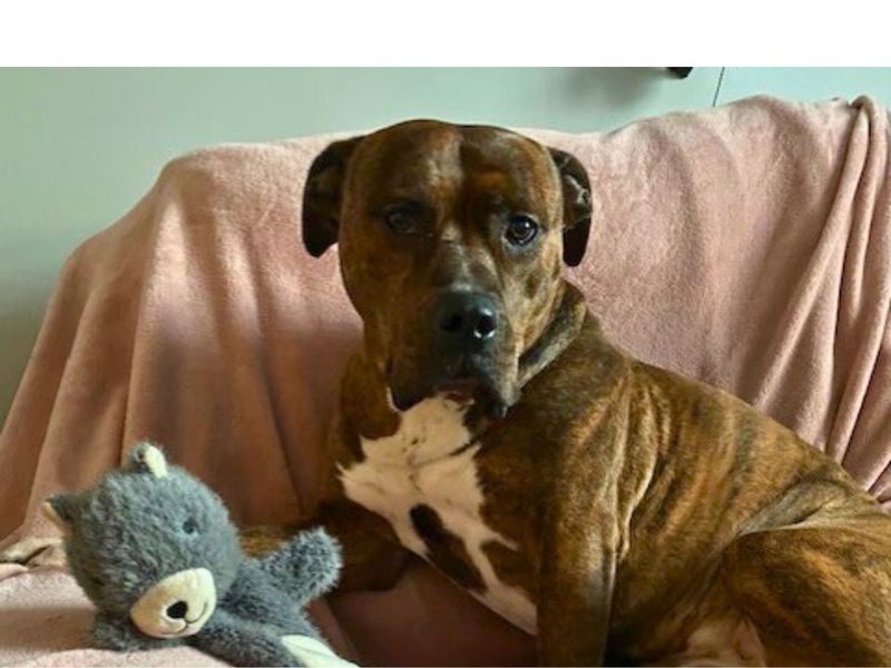 Boxer for adoption in Newton Tony, Wiltshire – 8 years old - Image 3 of 4