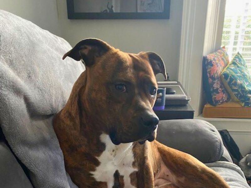 Boxer for adoption in Newton Tony, Wiltshire – 8 years old - Image 2 of 4