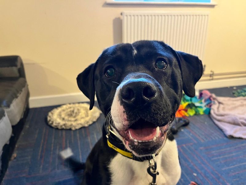 Staffordshire Bull Terrier for adoption in Manchester, Greater Manchester – 1 year old