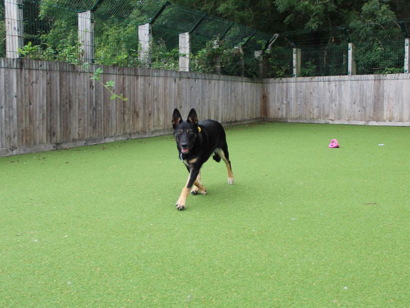 German Shepherd for adoption in Glasgow, Scotland – 1 year old