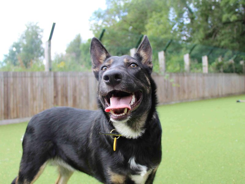 German Shepherd for adoption in Glasgow, Scotland – 1 year old - Image 3 of 3