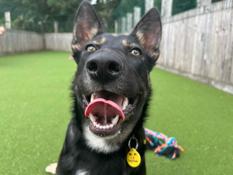 German Shepherd for adoption in Glasgow, Scotland – 1 year old - Image 2 of 3