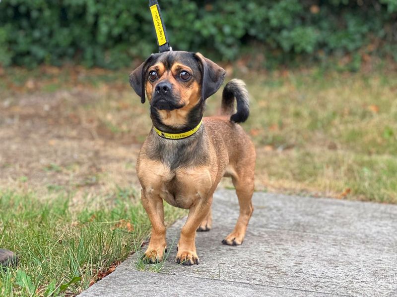 Pug for adoption in Newton Tony, Wiltshire – 2 years old - Image 2 of 7