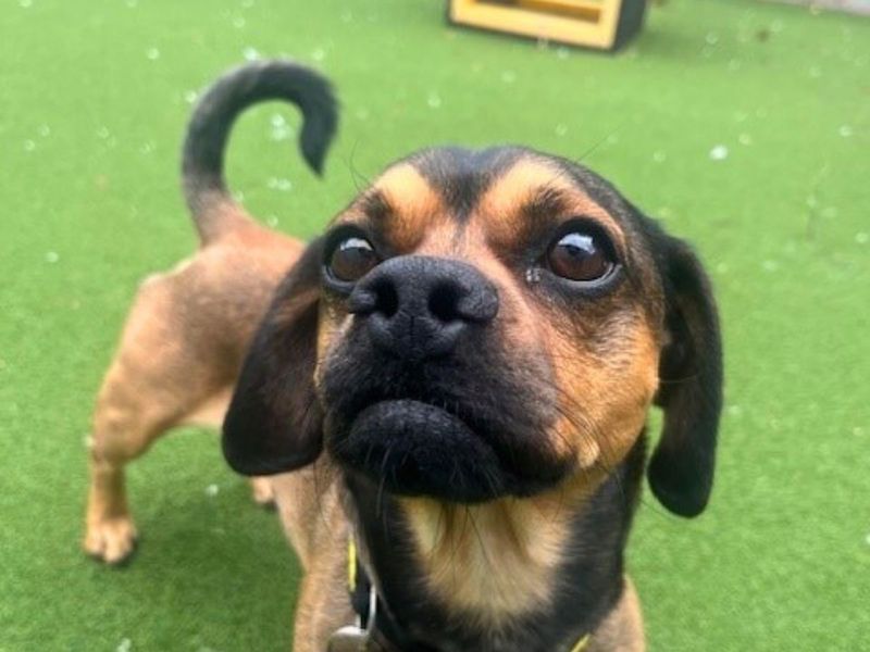 Pug for adoption in Newton Tony, Wiltshire – 2 years old