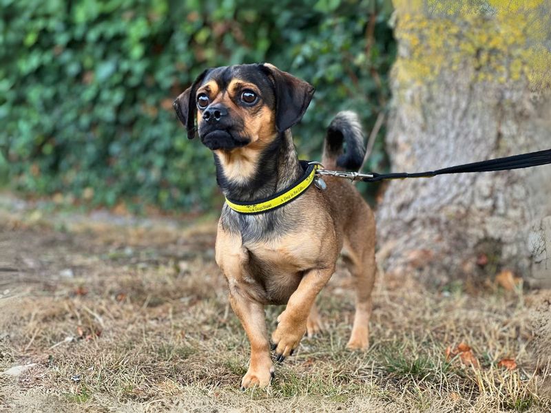 Pug for adoption in Newton Tony, Wiltshire – 2 years old - Image 4 of 7