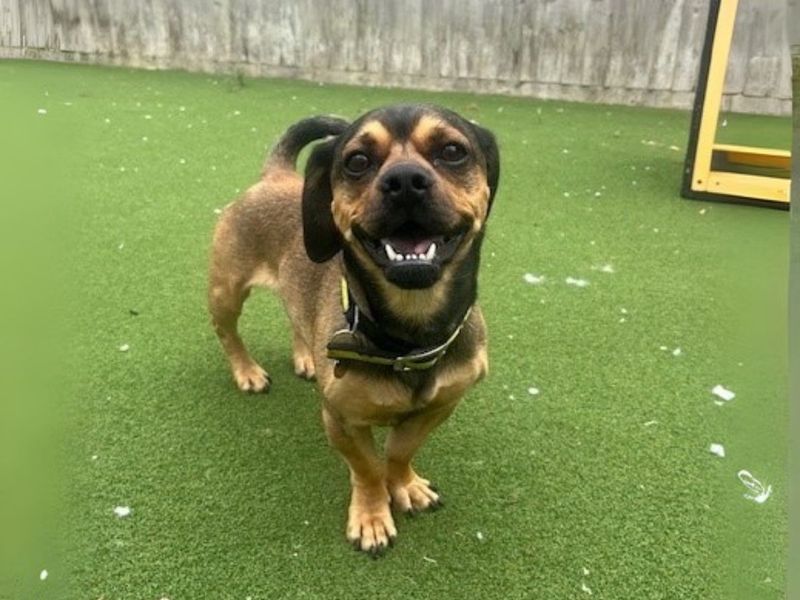 Pug for adoption in Newton Tony, Wiltshire – 2 years old - Image 6 of 7