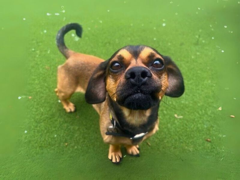 Pug for adoption in Newton Tony, Wiltshire – 2 years old - Image 3 of 7