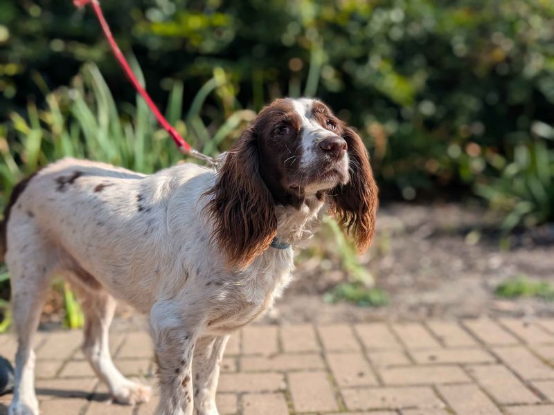 Springer Spaniel for adoption in Cardiff, Glamorgan – 11 years old