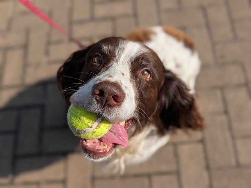 Springer Spaniel for adoption in Cardiff, Glamorgan – 9 years old