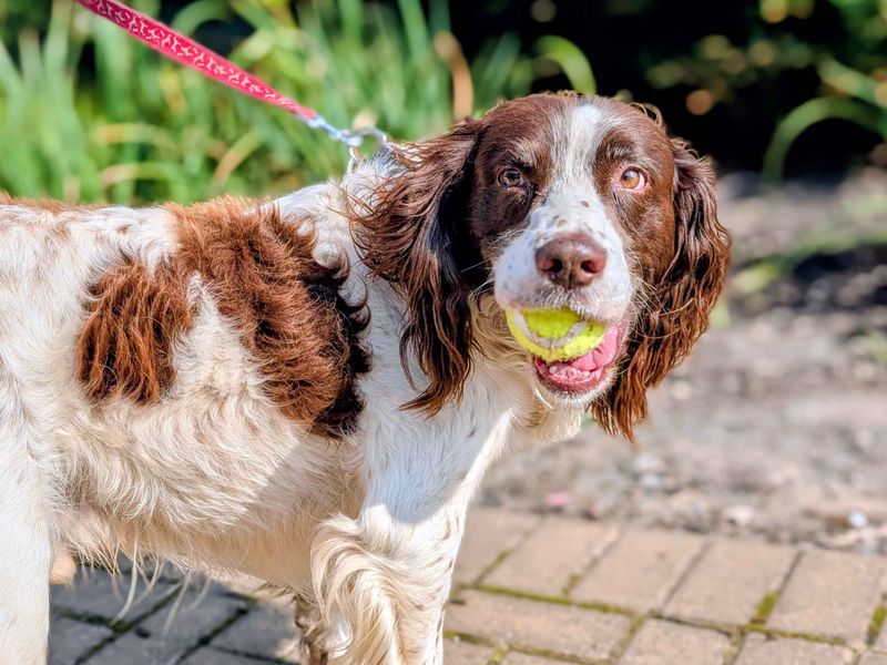 Springer Spaniel for adoption in Cardiff, Glamorgan – 9 years old - Image 2 of 2