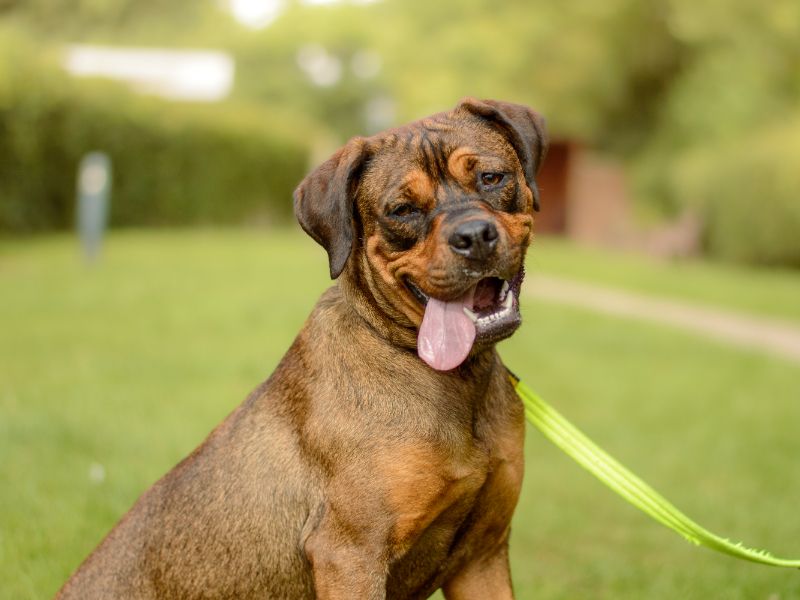 Connie | Crossbreed | Kenilworth (West Midlands) - 1