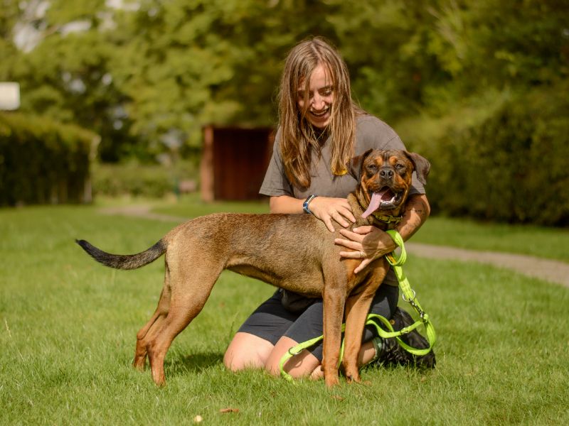undefined | Crossbreed | undefined - 2