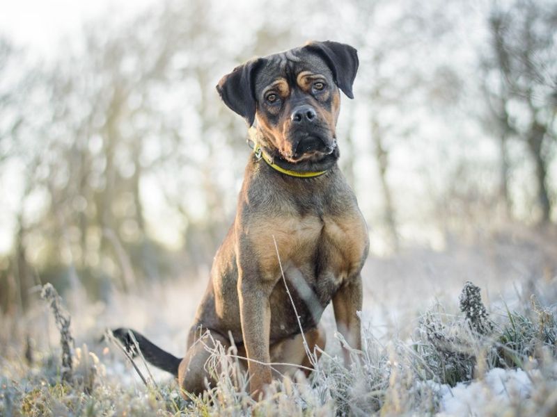 undefined | Crossbreed | undefined - 6