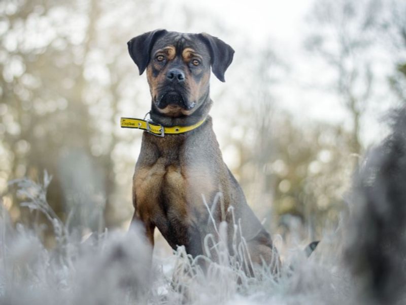 undefined | Crossbreed | undefined - 3
