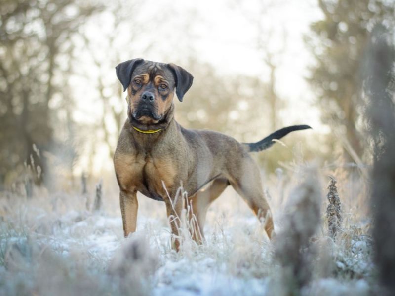 undefined | Crossbreed | undefined - 5