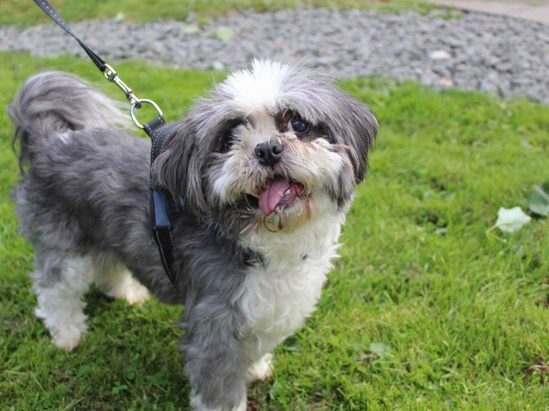 Shih Tzu for adoption in Glasgow, Scotland – 11 years old - Image 2 of 2