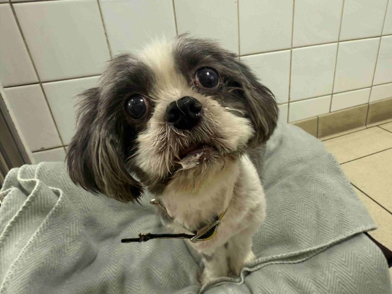 Shih Tzu for adoption in Glasgow, Scotland – 11 years old