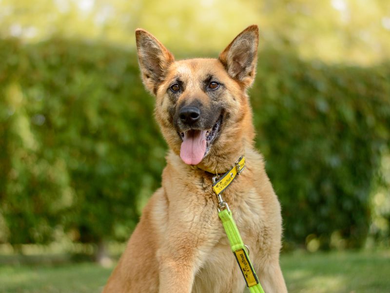 German Shepherd for adoption in Kenilworth, Warks – 9 years old