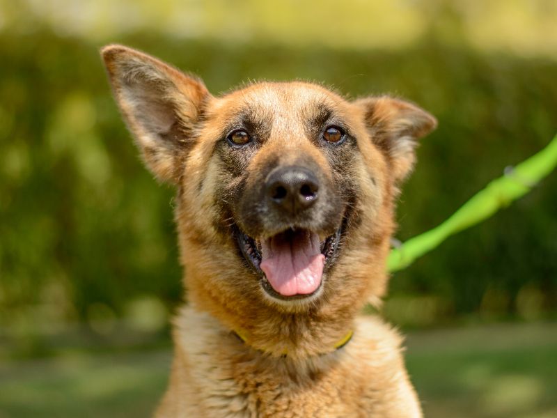 German Shepherd for adoption in Kenilworth, Warks – 9 years old - Image 4 of 4