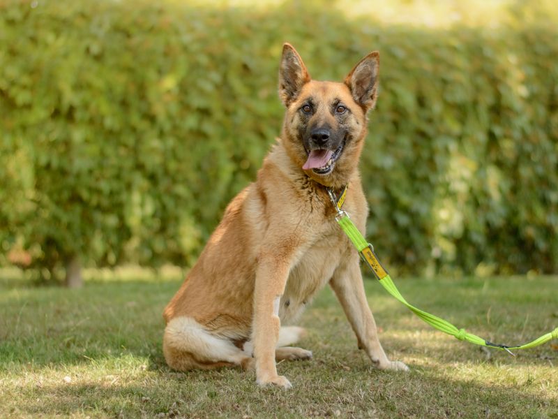 German Shepherd for adoption in Kenilworth, Warks – 9 years old - Image 2 of 4