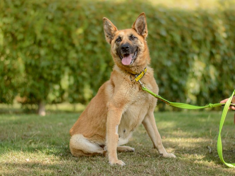 German Shepherd for adoption in Kenilworth, Warks – 9 years old - Image 3 of 4