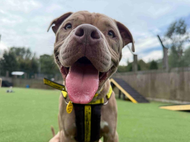 Staffordshire Bull Terrier for adoption in Glasgow, Scotland – 2 years old