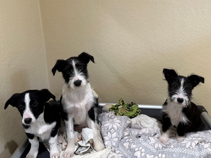 Border Collie for adoption in Ballymena, Co Antrim – 3 months old