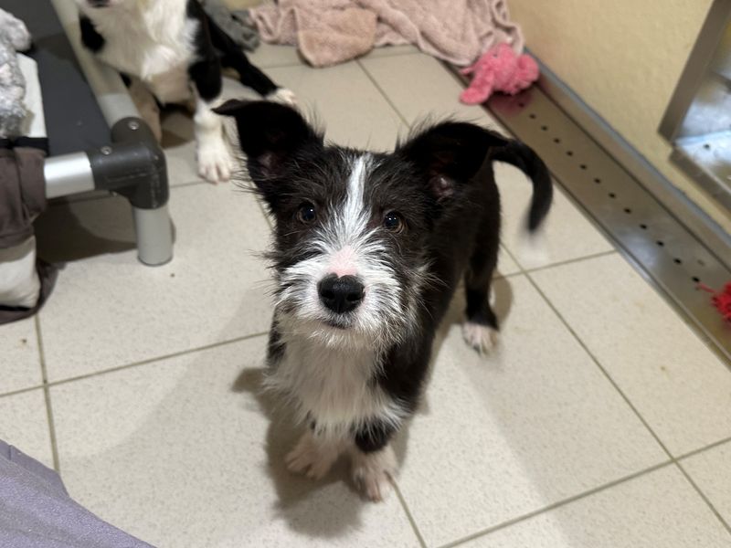 Border Collie for adoption in Ballymena, Co Antrim – 3 months old - Image 4 of 4