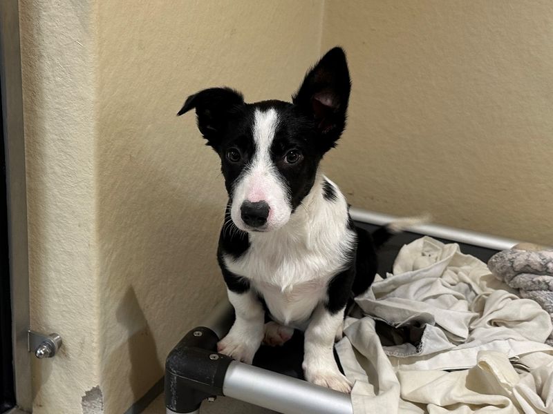 Border Collie for adoption in Ballymena, Co Antrim – 3 months old - Image 2 of 4