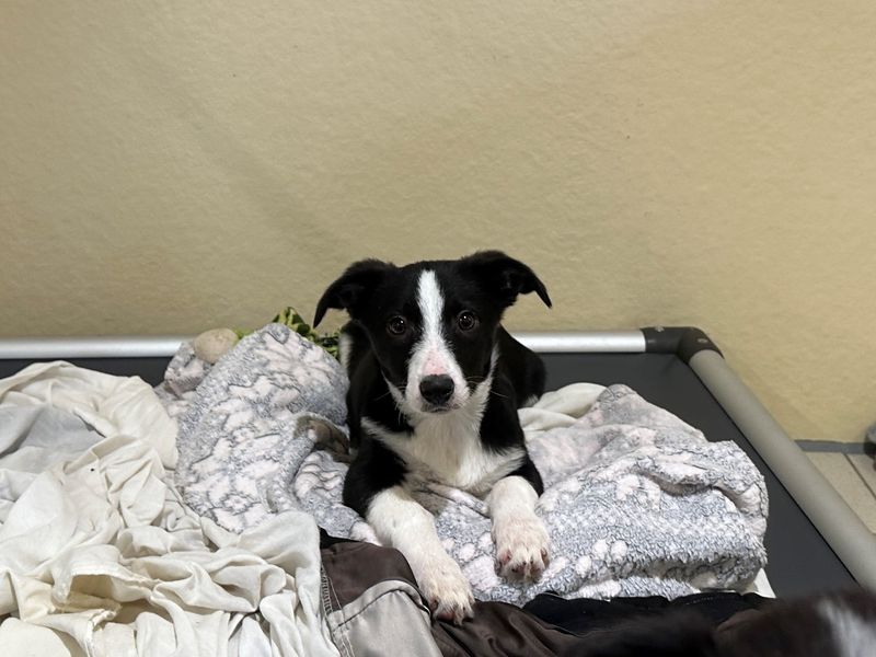 Border Collie for adoption in Ballymena, Co Antrim – 3 months old - Image 3 of 4