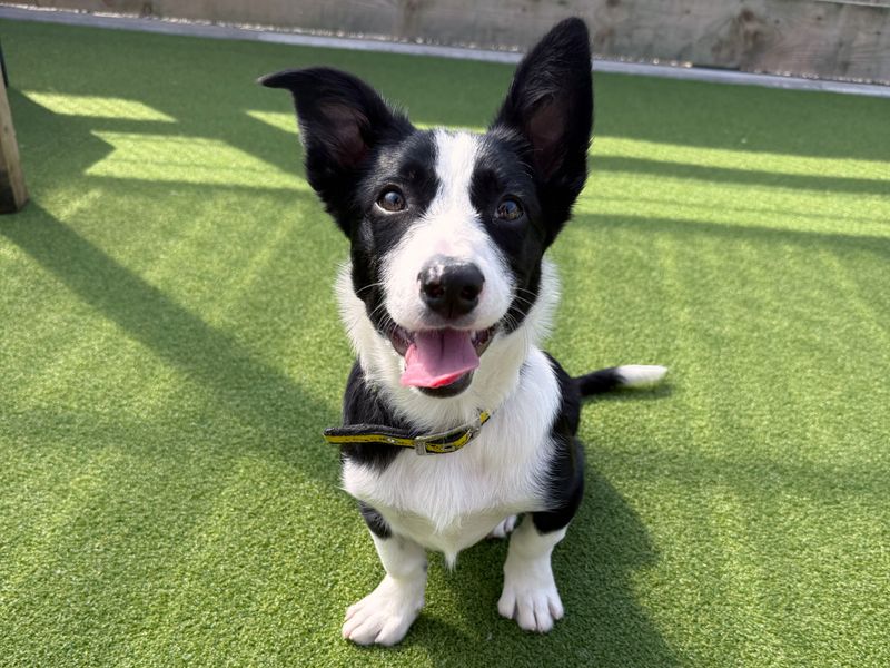 Border Collie for adoption in Ballymena, Co Antrim – 5 months old - Image 2 of 5