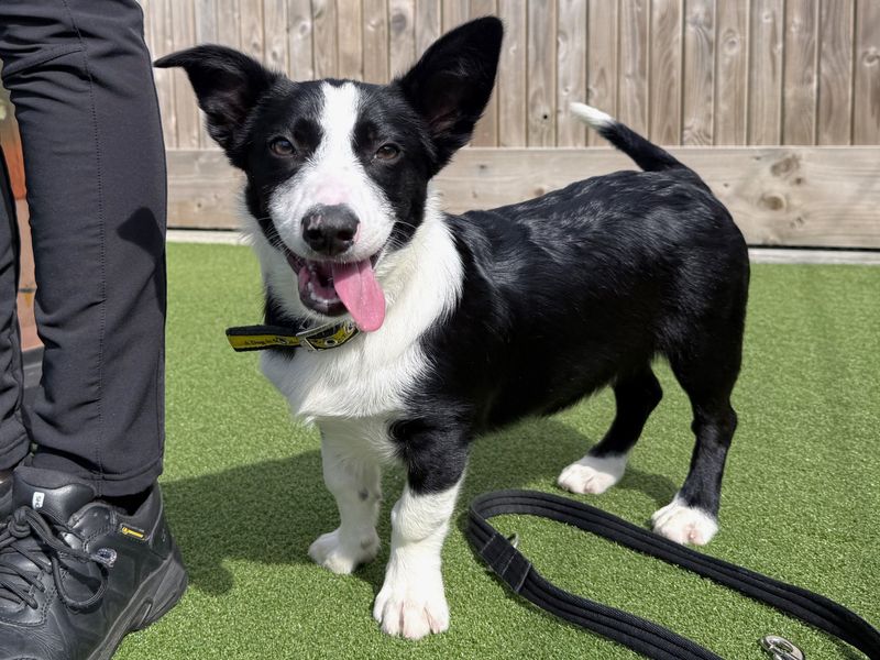 Border Collie for adoption in Ballymena, Co Antrim – 5 months old - Image 3 of 5