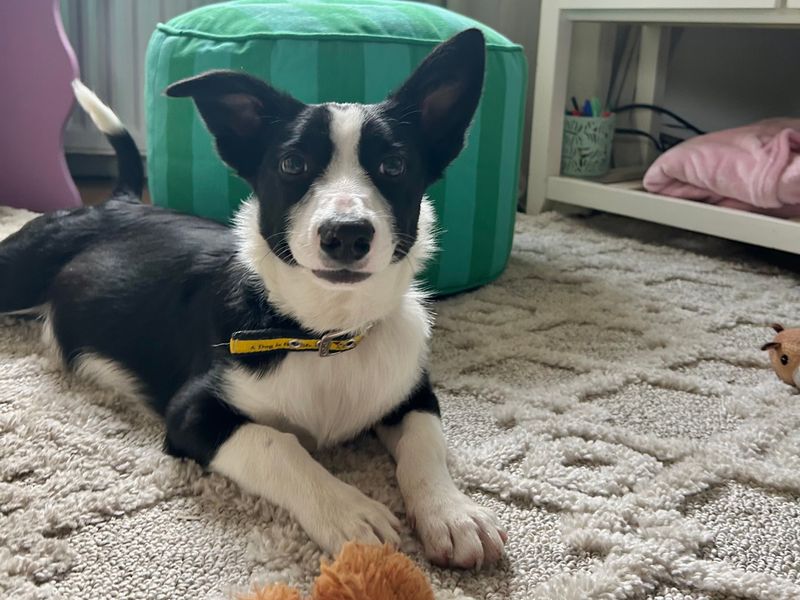 Brian | Collie (Border) Cross | Ballymena (Northern Ireland) - 1