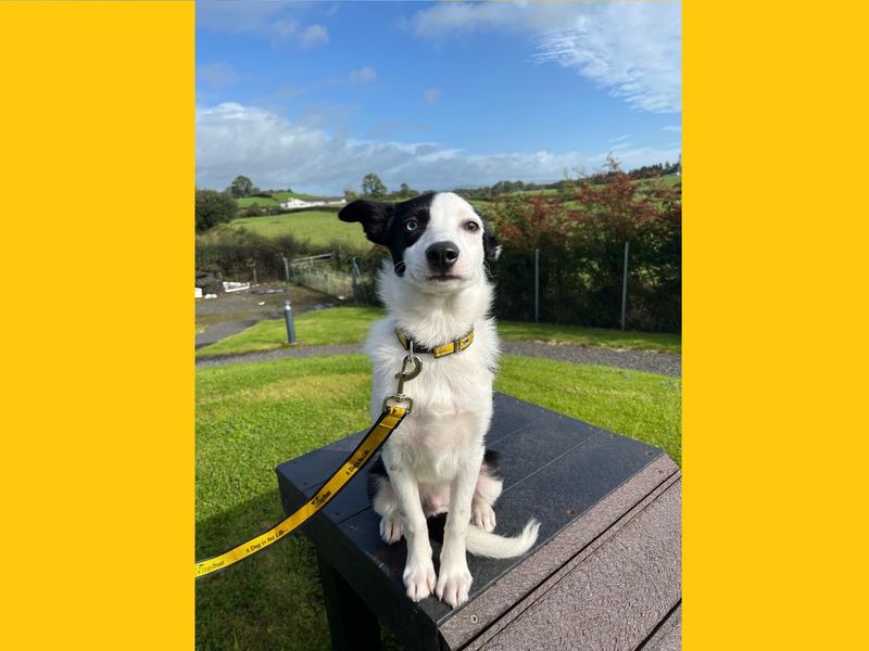 Border Collie for adoption in Ballymena, Co Antrim – 5 months old