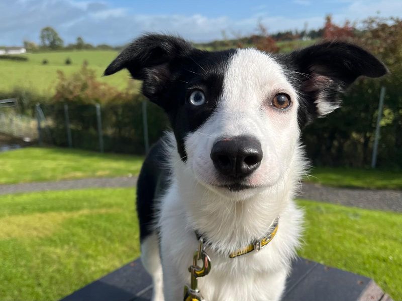 Han | Collie (Border) Cross | Ballymena (Northern Ireland) - 1