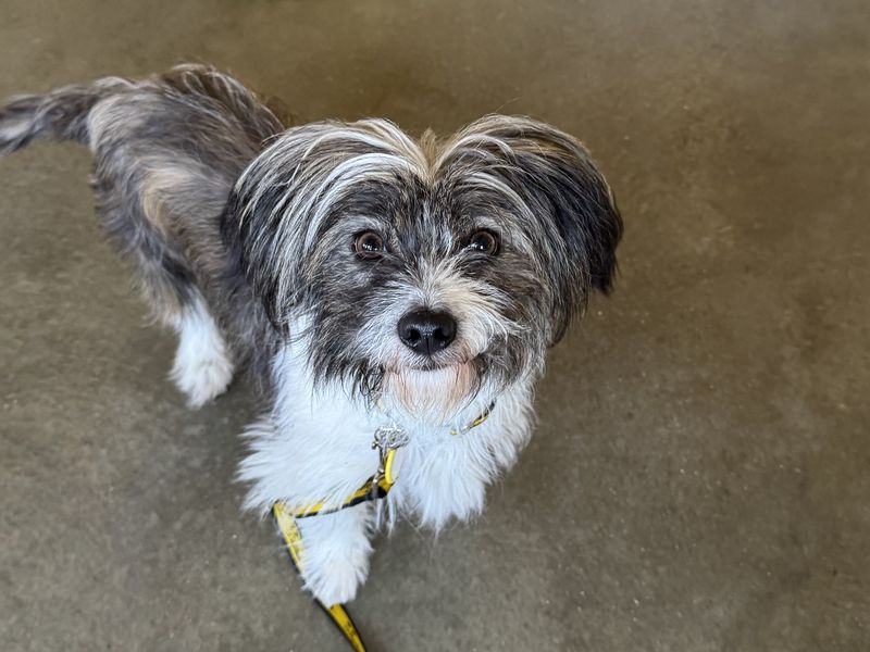 Shih Tzu Dogs And Puppies For Adoption