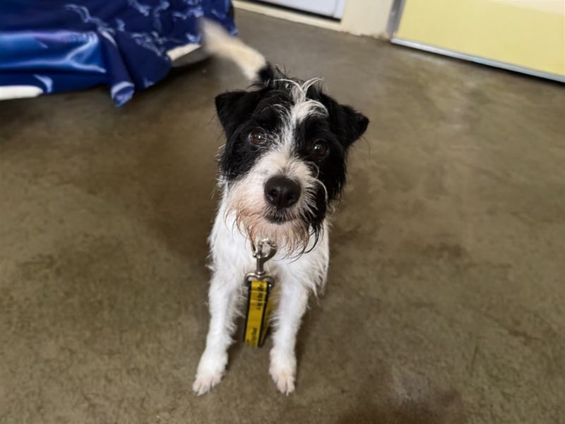 Luna | Terrier (Jack Russell) | Basildon (Essex) - 1