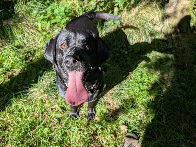 Linda | Retriever (Labrador) | West Calder (Edinburgh) - 1
