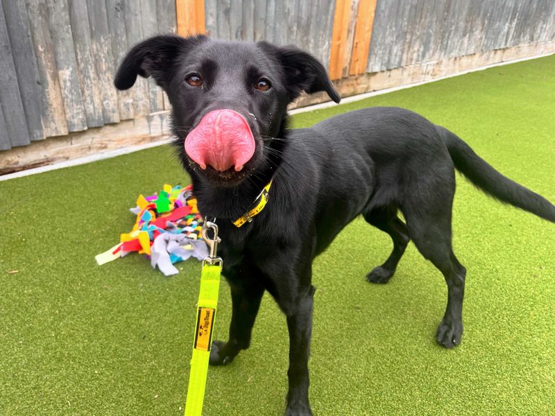 Abby | Retriever (Labrador) Cross | Shoreham (Sussex) - 1