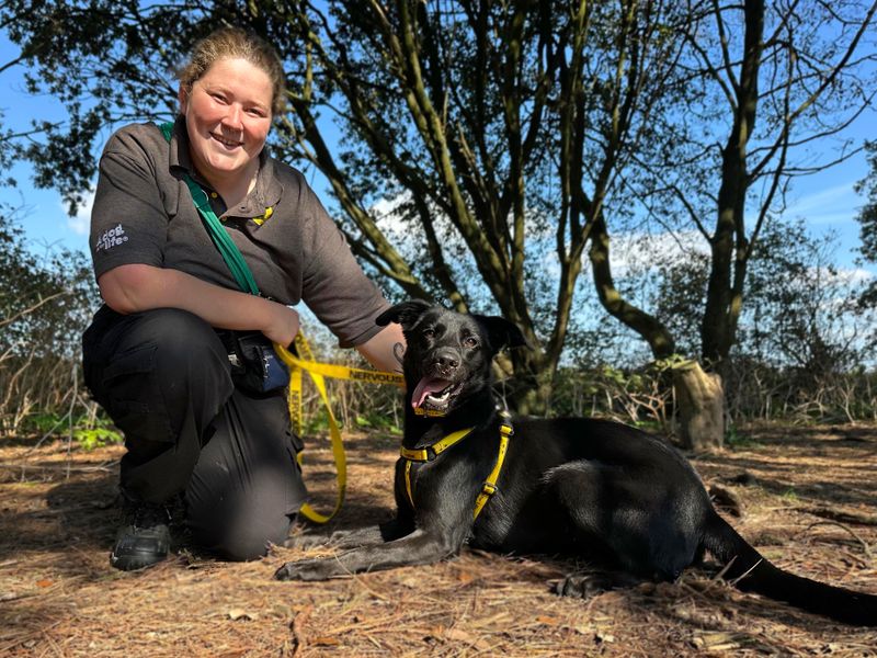 Abby | Retriever (Labrador) Cross | Shoreham (Sussex) - 1