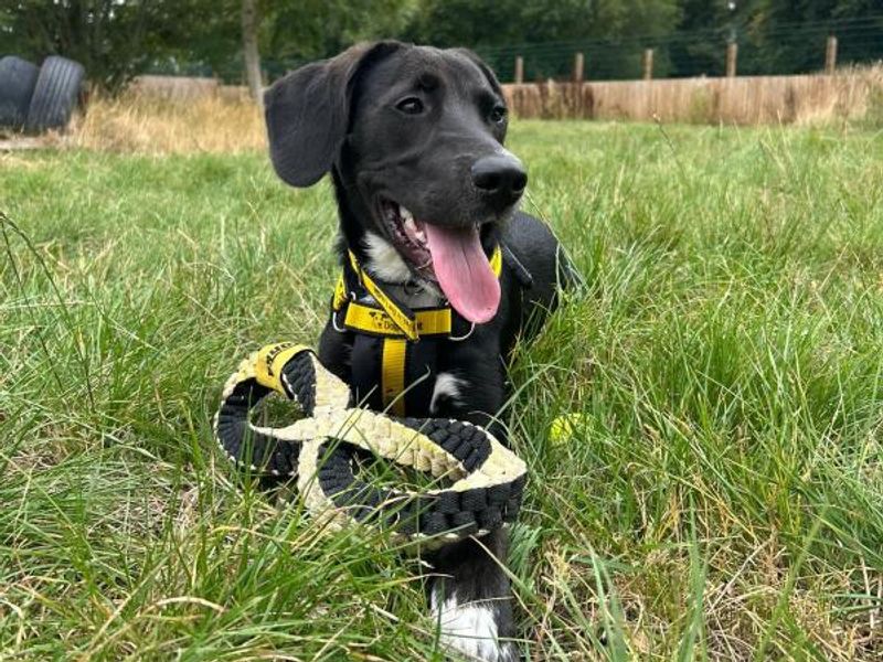 Beagle for adoption in Telford, Shropshire – 9 months old - Image 2 of 2