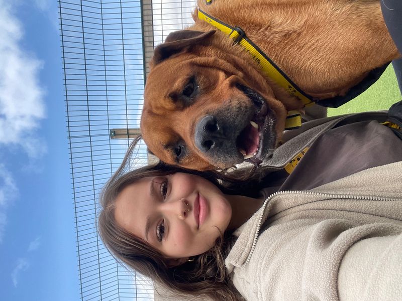 Mastiff for adoption in Wymeswold, Leicestershire – 5 years old