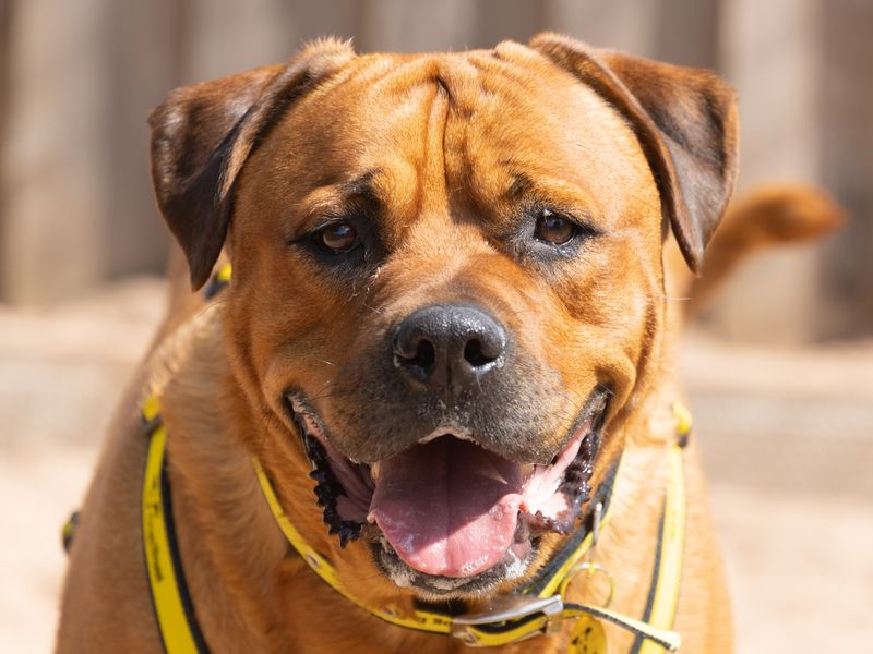 Mastiff for adoption in Wymeswold, Leicestershire – 5 years old - Image 2 of 2