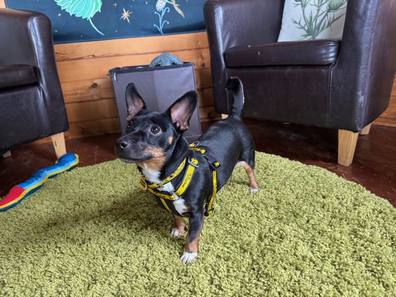 Jack Russell for adoption in West Calder, West Lothian – 4 years old - Image 4 of 4