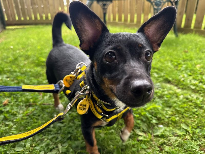 Jack Russell for adoption in West Calder, West Lothian – 4 years old - Image 2 of 4